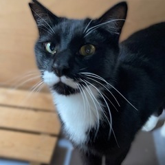 白い靴下履いてる猫