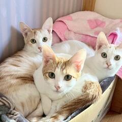 急募！！かわいい茶白ちゃん兄妹の家族になってください！ 今後の居...