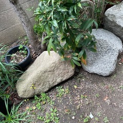庭石