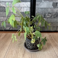 お譲り先決まりました　観葉植物 19cm 差し上げます