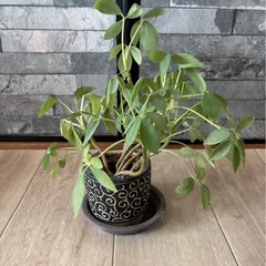 お譲り先決まりました　観葉植物 19cm 差し上げますの画像