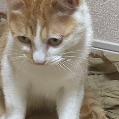 ＴＮＲ現場からの保護猫　チャ白の男の子❤️