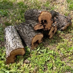 お話中マツ、ヒノキ、ウメの玉切りやブロックの画像