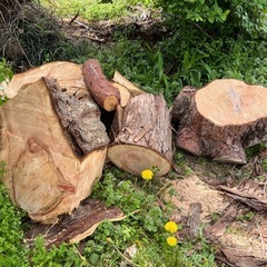 お話中マツ、ヒノキ、ウメの玉切りやブロックの画像