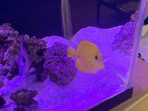 【決まりました】
キイロハギ