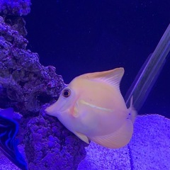 【決まりました】
キイロハギの画像