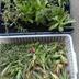 ランキングキーワードに紐づく投稿画像-多肉植物