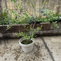 オリーブの木　鉢ごと