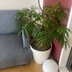 ランキングキーワードに紐づく投稿画像-観葉植物