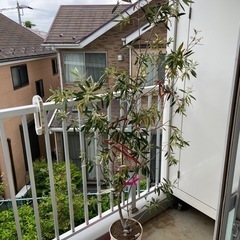 オリーブの木あげます