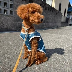 トイプードル　6ヶ月　男の子です‼️大切な子ですので慎重に里親様...