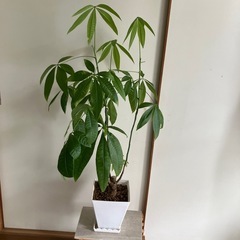 観葉植物　パキラ