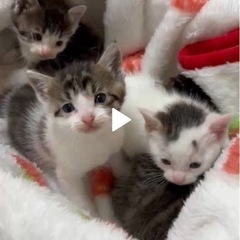 小さい小さい子猫4匹保護しました。