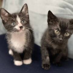 in岡崎市☆ついに子猫も？☆保護猫達を暖かいオウチに迎えよ…