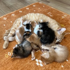 可愛い猫ちゃんたち