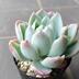 ランキングキーワードに紐づく投稿画像-多肉植物
