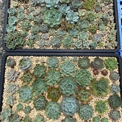 多肉植物　寄せ集め　寄植え　丼　多品種　