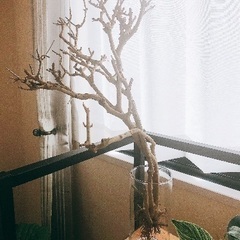 インテリア枯木　