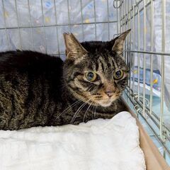 ねこの譲渡会5／17（土）午後1時30分～3時30分　名古…