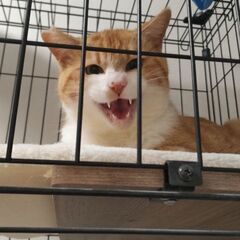 里親募集ฅ^•ω•^ฅ