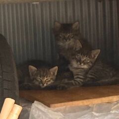 子猫２ヶ月位🍒