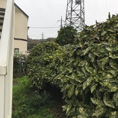 草刈り剪定など承ります！