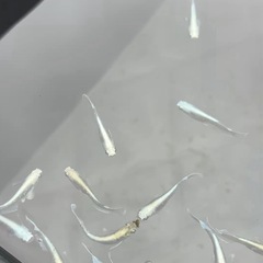 エメキンめだか6匹の画像