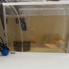 金魚