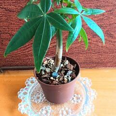 観葉植物　パキラ　実生株
