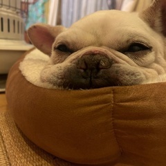 シニア　おだやかなフレンチブルドッグ　ぶんちゃん