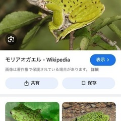 モリアオガエル、オタマジャクシ譲って下さい購入情報下さい
