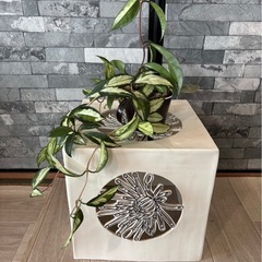 観葉植物 32cmの画像