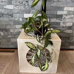 観葉植物 32cm