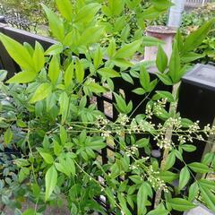 南天　植木　ガーデニング　園芸の画像