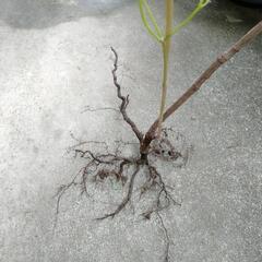 南天　植木　ガーデニング　園芸の画像