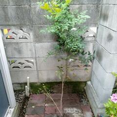 南天　植木　ガーデニング　園芸