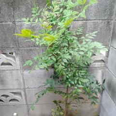 南天　植木　ガーデニング　園芸の画像