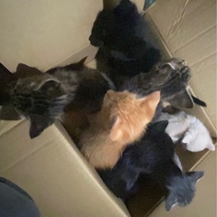 子猫ちゃん達、8匹
