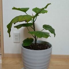 ウンベラータ　7号陶器鉢