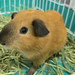 ロシアンスモークモルモット♂　1匹限定入荷👏 − 沖縄県