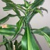 ランキングキーワードに紐づく投稿画像-観葉植物