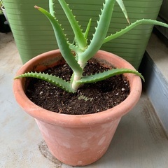 アロエ
