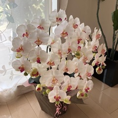 造花　蘭
