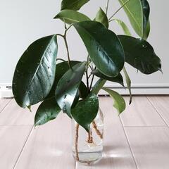 ガジュマル　挿し木苗　3本