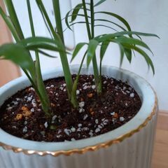 植木鉢不要なら1,000円に　テーブルヤシの画像