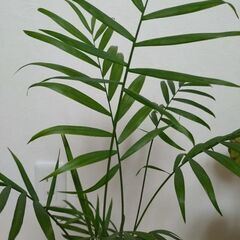 植木鉢不要なら1,000円に　テーブルヤシの画像