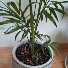 植木鉢不要なら1,000円に　テーブルヤシの画像