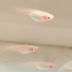 ランキングキーワードに紐づく投稿画像-メダカ