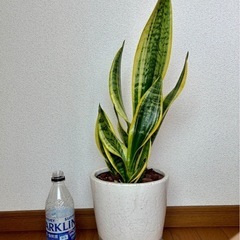 【6号鉢付】観葉植物　サンスベリア　植え替え済み　