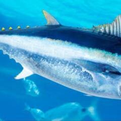 【同行者募集】日本海・積丹での船釣り（クロマグロ）ご一緒し…